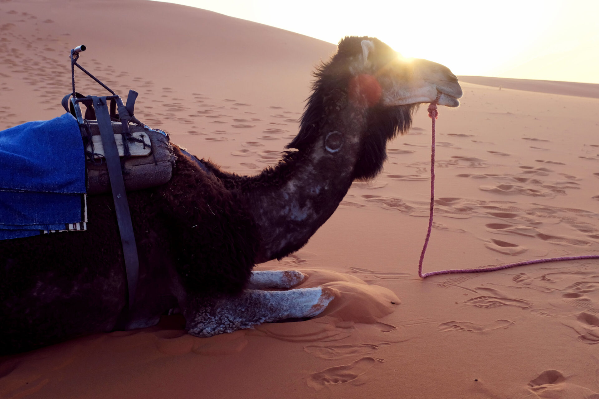 A camel at rest in Merzouga in the Sahara desert